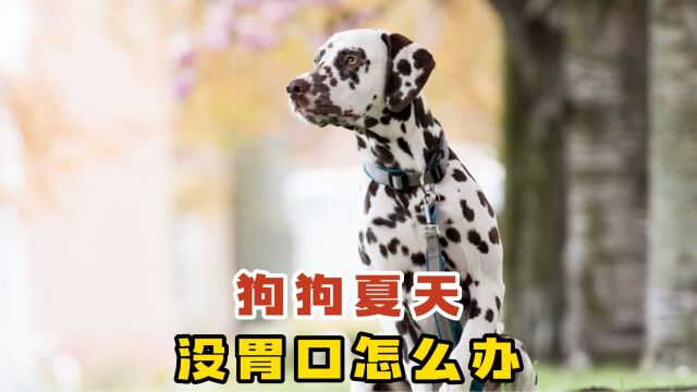 狗狗没胃口不吃狗粮怎么办