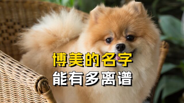 博美的名字有多离谱,你家狗上榜了吗?