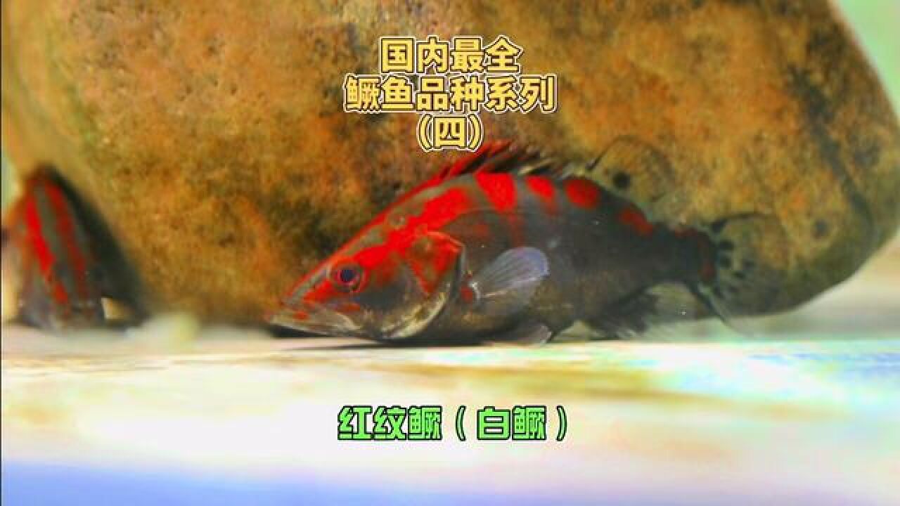 全品类鳜鱼篇(四),顶级红纹鳜(翘嘴鳜)来袭!!!#豆爸先生养鱼日记#豆鱼路亚_高清1080P在线观看平台_腾讯视频