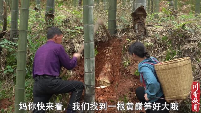 靠山吃山,靠水吃水,春天楠竹笋很多,但黄巅笋难求,特别是这么大的我还是这一次见!