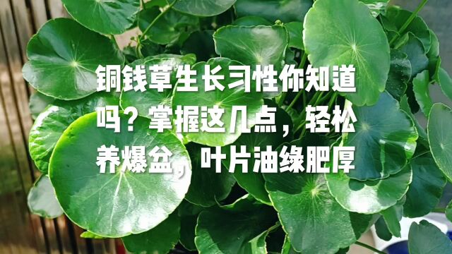 铜钱草生长习性你知道吗?掌握这几点,轻松养爆盆,叶片油绿肥厚