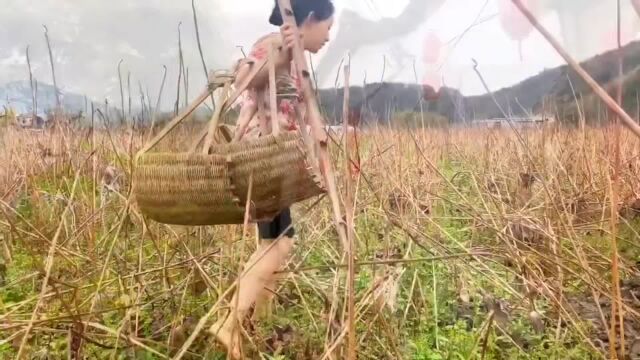 这两天到五夫,正好赶上挖藕的季节、做一碗藕粉桂花蜜给亲友吃.