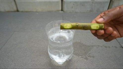 塑料瓶装水，在水面上放一根树枝，不用生根剂，一样生根发芽