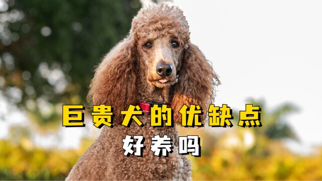 看名字总觉得不好养的巨贵犬,它的优缺点到底有哪些?