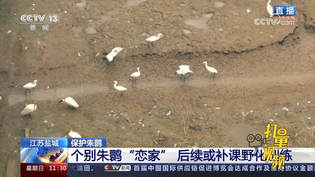 江苏盐城:安装跟踪器,监测朱鹮状态