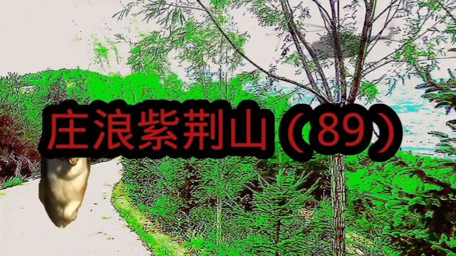 庄浪紫荆山<89>