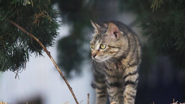 猫界战力天花板,狸花猫!究竟有多豪横