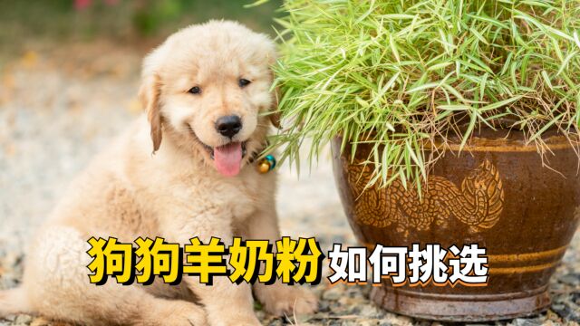 如何给狗狗挑选羊奶粉?看这5点就行!