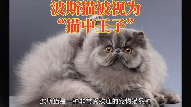 波斯猫:猫中王子和王妃,性格特点温文尔雅