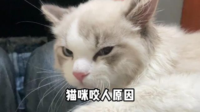 猫咪咬人什么原因