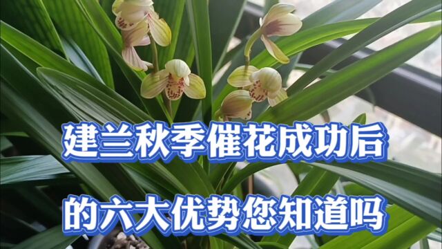 建兰催花成功后这六大优势您知道几个呢