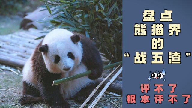 盘点熊猫界的“战五渣”,排名不分先后,第三只实至名归~