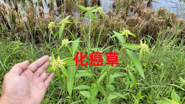 水沟边生长的植物,用途非常强大,退休中医主任称化癌草,认识吗