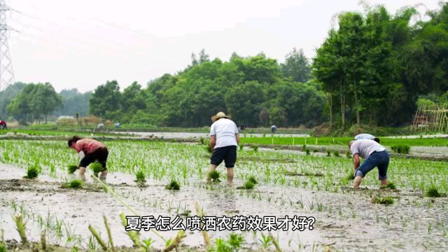 农作物怎么施药才能保证效果?看完这个视频教你如何进行农作物施药