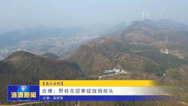 走入乡村丨古塘:野桂花迎寒绽放俏枝头