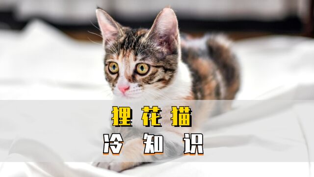 关于狸花猫的冷知识?你都知道哪些呢?