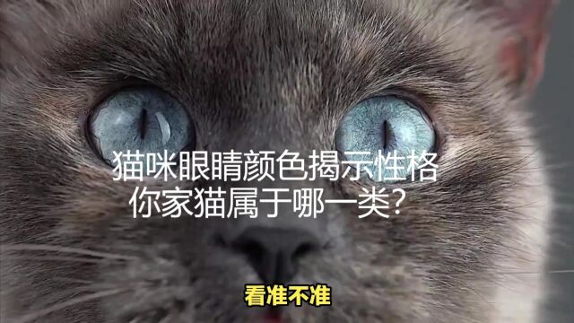 猫咪眼睛颜色揭示性格:你家猫属于哪一类?