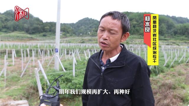 视频丨凤凰新场镇:发展特色产业助力群众增收