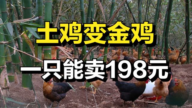 男子在竹林里养土鸡,一只土鸡能卖198元,一年能卖10万只!