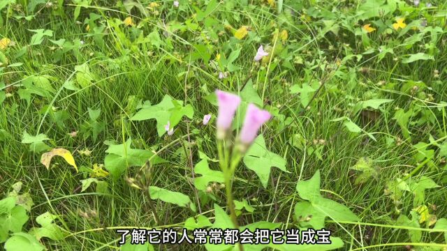 农村不起眼的“降火草”,它在我国用途却相当的厉害,赶紧认识下