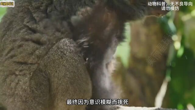 猴中瘾君子之《狐猴》#动物科普#狐猴#动物世界#动物的迷惑行为