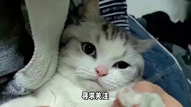 猫咪喜欢蹭来蹭去,不是在跟你撒娇,而是这5个原因