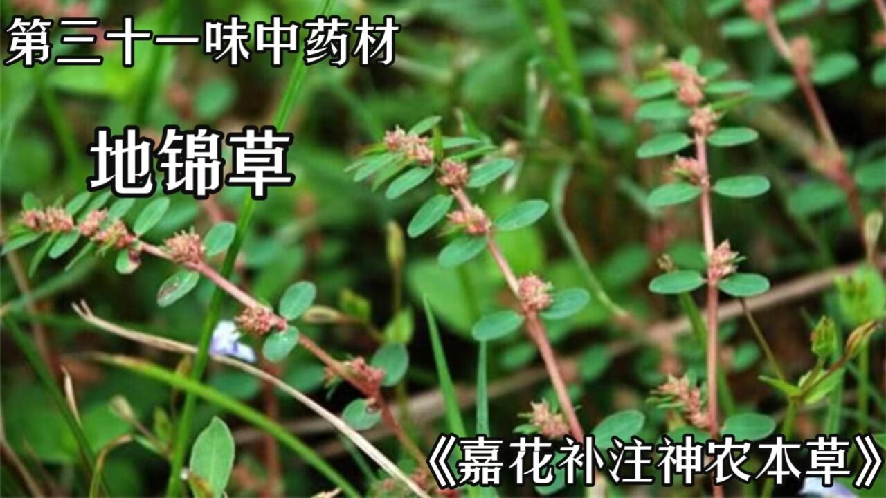 今天介绍第三十一味中药材,地锦草。_高清1080P在线观看平台_腾讯视频