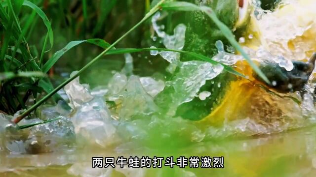 这么大的牛蛙你见过吗?#非洲牛蛙#青蛙#动物世界