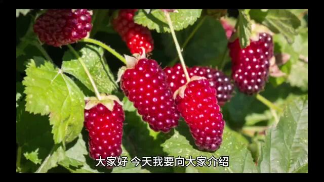 【罗甘莓】味道口感作用