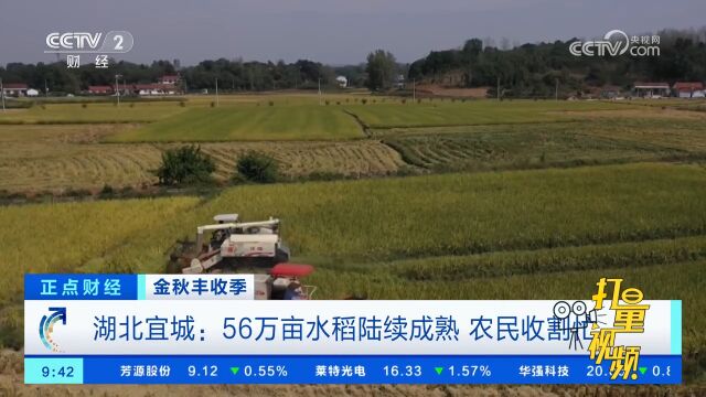 湖北宜城:56万亩水稻陆续成熟,农民收割忙