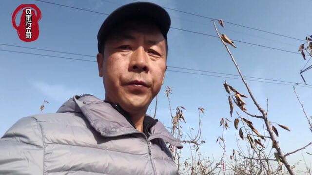 大樱桃种植,选址定植,幼苗期怎样合理施肥植保,提前进入结果期