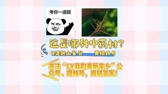 中原药谷“六朵金花”次第开