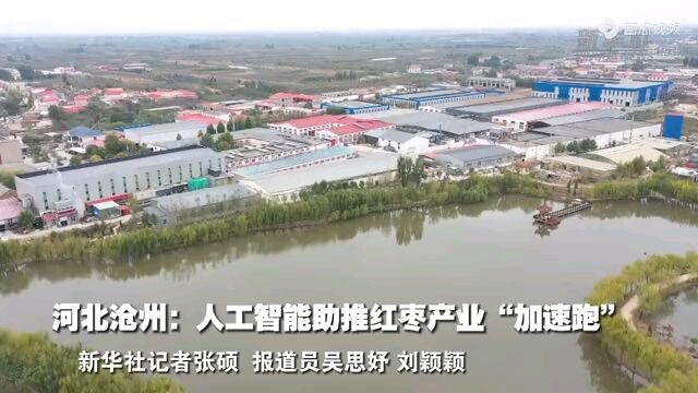 央媒看沧州 | 河北沧州:人工智能助推红枣产业“加速跑”