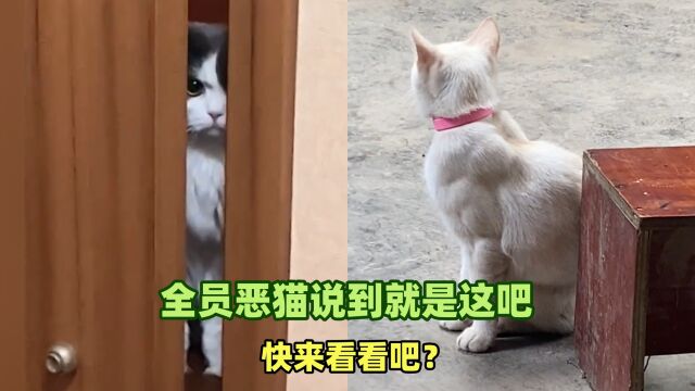 全员恶猫说的就是这吧?