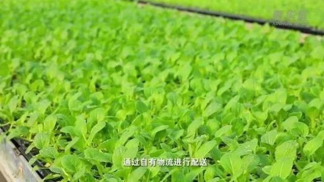 河北廊坊:应对寒潮稳产保供京津“菜篮子”