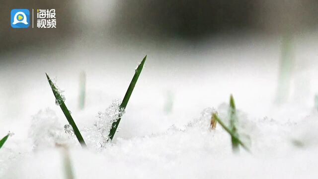 视频|雪后的滨州景色