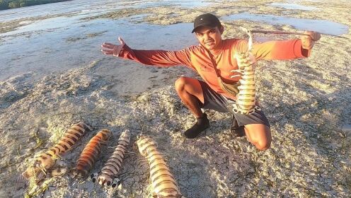 国外赶海抓斑琴虾蛄,接近半斤大的斑马皮皮虾,这种虾价格很贵