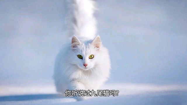 美丽神话故事:九尾猫传说