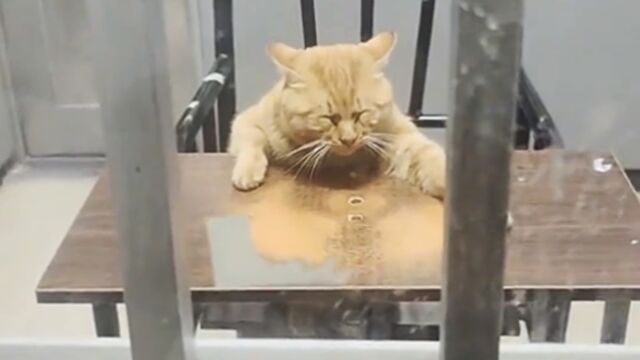 猫:我有权请个律师吧