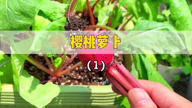 种植樱桃萝卜的全过程#樱桃水果萝卜