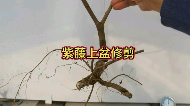 紫藤上盆,修根剪枝配土全过程