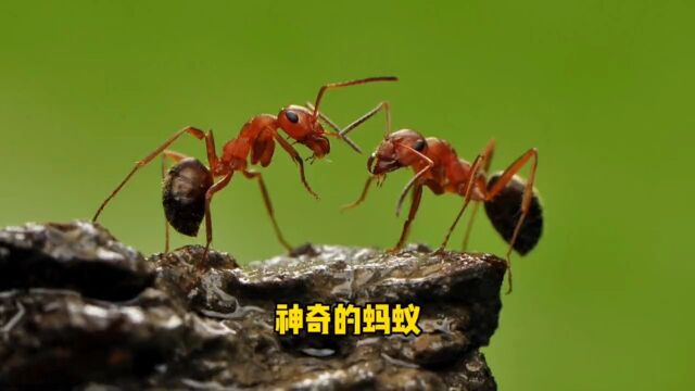 全能的蚂蚁#昆虫世界#蚂蚁#解压#动物世界精彩集锦