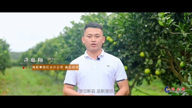 品牌澄就|海胶集团红光分公司许越翔:提升品质 大力推广福橙品牌