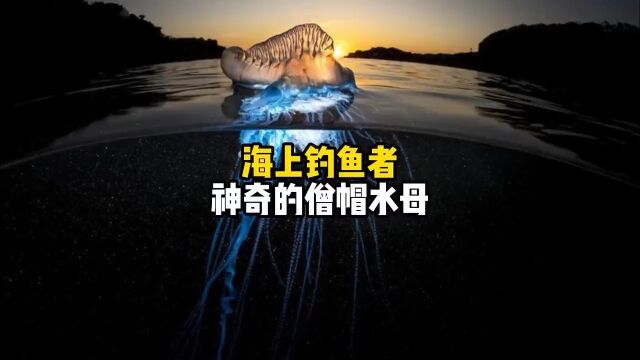 海上捕鱼达人,神奇的僧帽水母你见过吗?科普僧帽水母水母涨知识