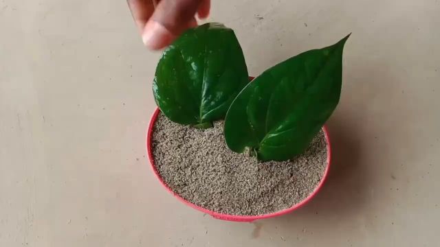 用植物叶片生根繁殖的方法