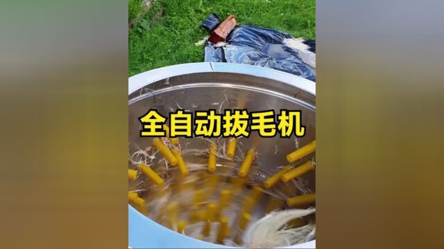 国外全自动拔毛机器,鸡放进去就能被拔干净,怎么做到的?