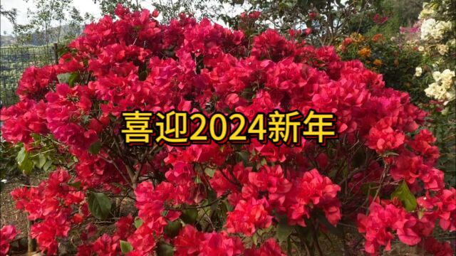 今天是个好日子,好看的花儿朵朵开,好听的歌儿唱起来,喜迎2024新年