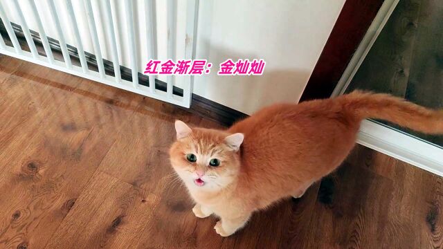 主人笑话大胖猫是嘎斯罐安了驱动,胖猫偶像秒变蠢萌无比显眼包