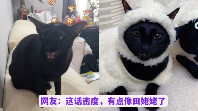 猫界说“人”话最溜的猫,面对主人说的话,句句有回应