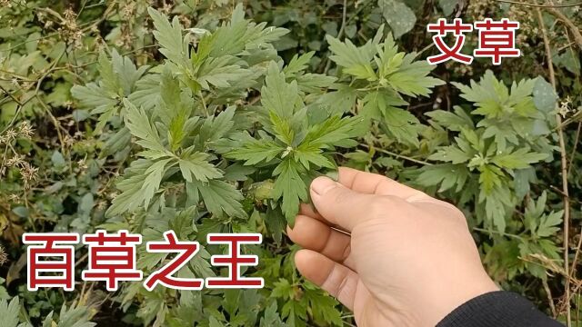 科普中草药:艾草有“百草之王”之称,用途多价值高,欢迎收藏